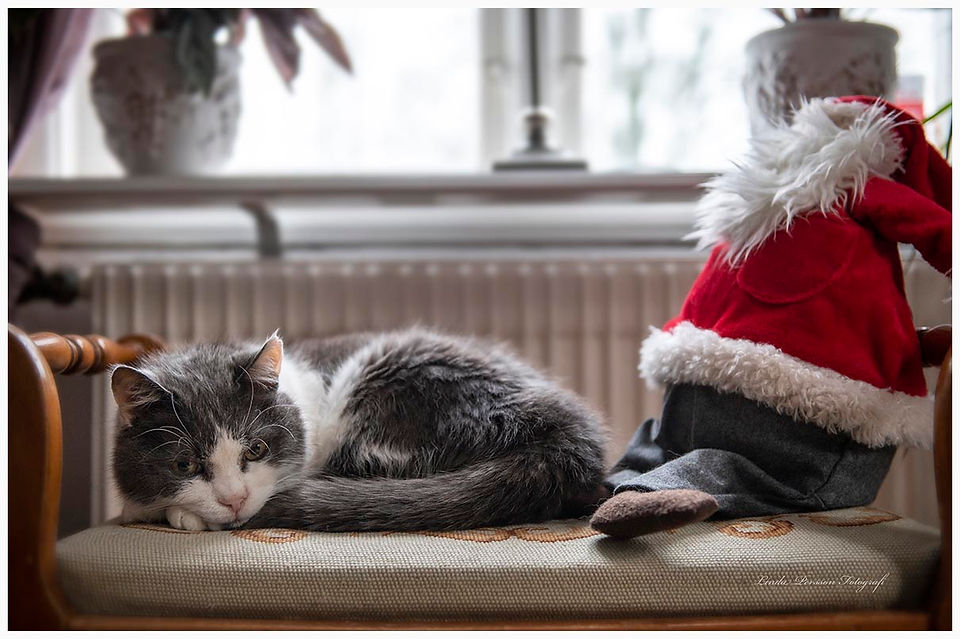 Gammal katt vilar på pall