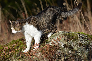 Katt ute på spaning