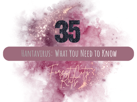 Hantavirus: What You Need to Know