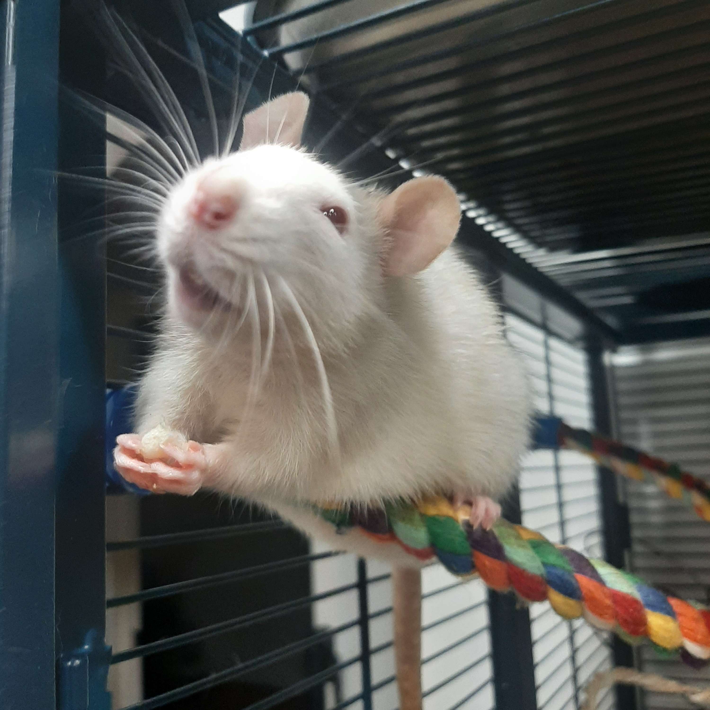 Writer: Forest City Rats