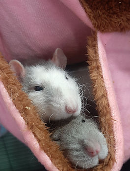 Two female fancy rexoid rats cuddling in a hammock.