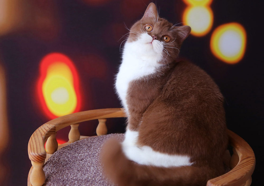 Celine British Shorthair Queen