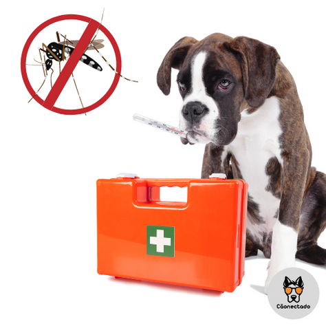 Cachorro pega dengue?