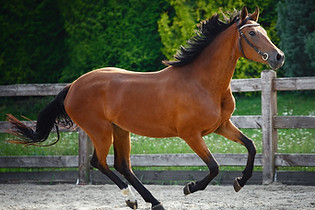 beautiful-young-sport-horse-galloping-in-paddock-ss230303.jpg