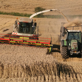 Alkalage Harvest.jpg