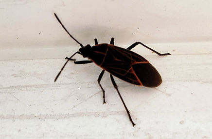 boxelder bug