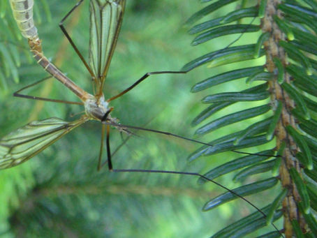 A crane fly