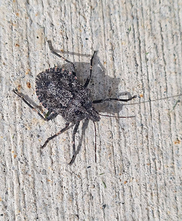 picture of stink bug on wall