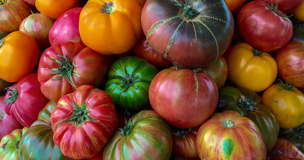 heirloom-tomatoes-1.webp