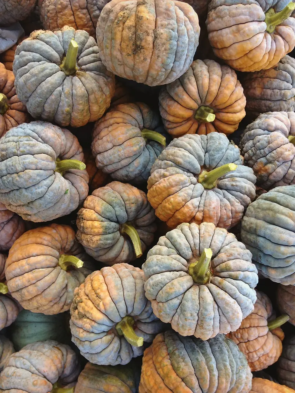 Thumbnail: Fall Harvest Share