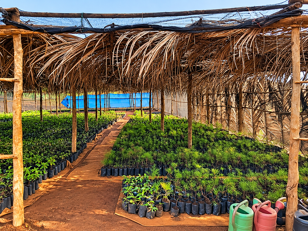 Sunlit Rustic Seedling Nursery Walkway.png
