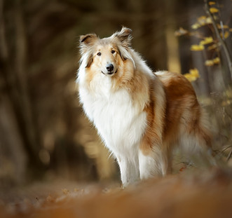 Collie_Herbstwald.jpg