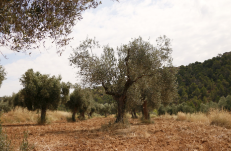 Flüssiges Gold aus den Olivenhainen Spaniens