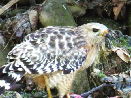 We are the Guardians of the Natural World. Don't Forget.