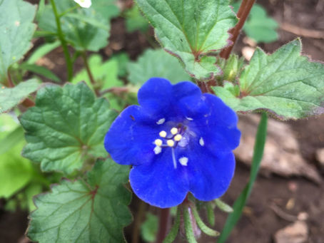 Flowers that Wear Blue Genes