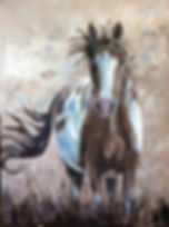 Freedom Gallop