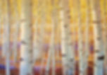 Bold Birches