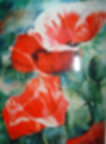 Papaver Oriental