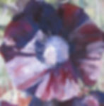 Black Holly hock