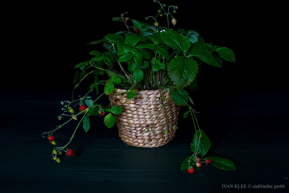 Waldbeeren