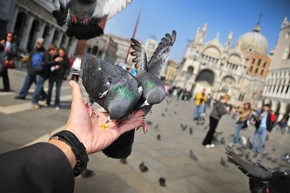 Venice