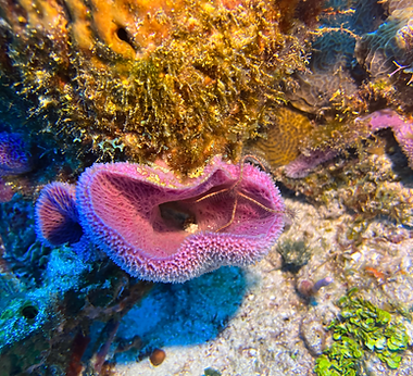 Conoce la importancia de los arrecifes.