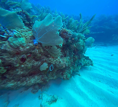 El oxigeno que nos da el océano.