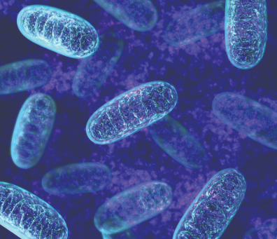 The Power Couple of Longevity: Why MOTS-c and NAD+ are a Metabolic Game-Changer