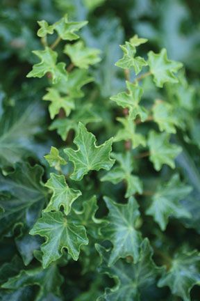 atelje onkraj-Hedera helix Ivalace