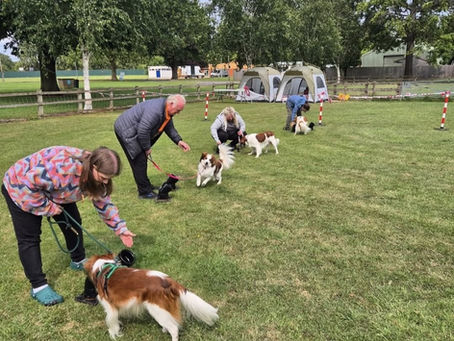 JUNE NEWSLETTER AND BLOG - HOW TO CHOOSE A PUPPY!