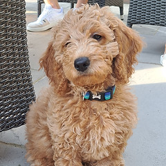 Puppy 1 2 1.jpg