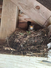 a small bird sitting in a nest with a yellow beak