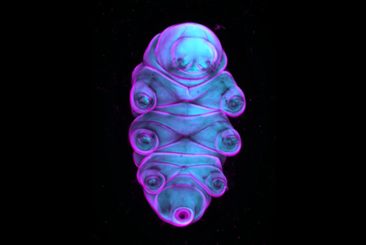 Tardigrades: the Future of Space Explorations ?