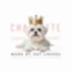 Branding Website Web Design Design Gráfico Marketing Digital