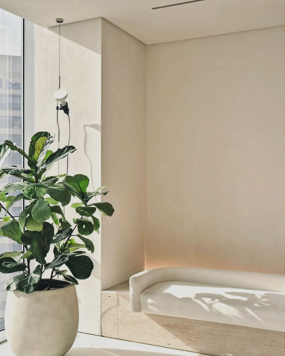 a green houseplant in clay containe in front of sunny window in a light filled office space