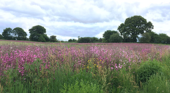 Flower meadow in Wilton