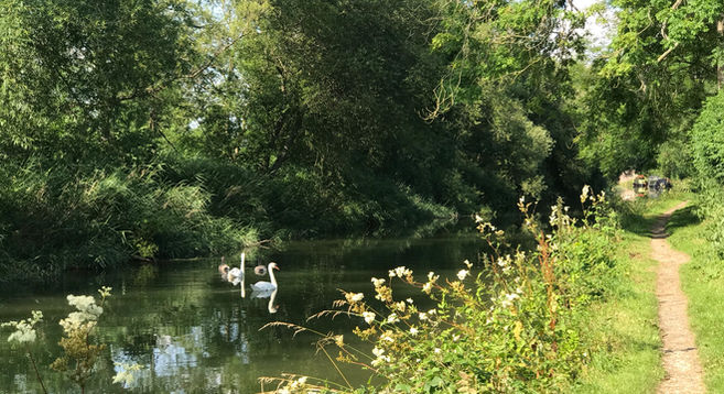 Swans in Kennet and Avon Canal