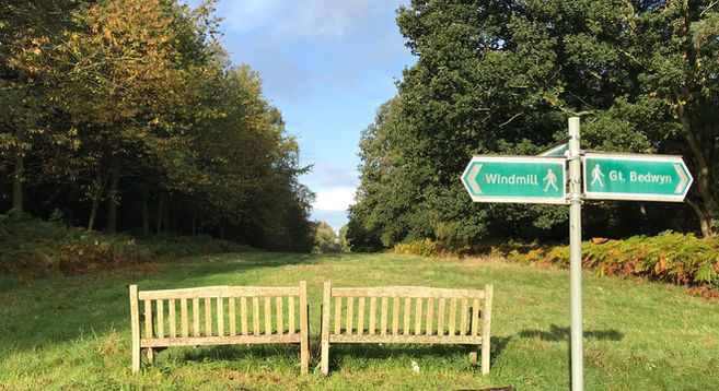 The benches at the Column Ride in Bedwyn Brail in October