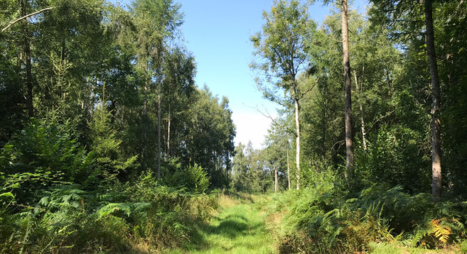 Bedwyn Brail woods in August