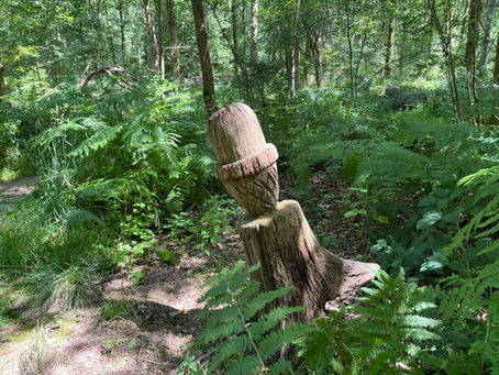 Group Walk: Savernake Oaks.