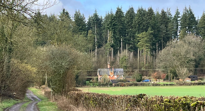 View of cottage and trees of Bedwyn Common