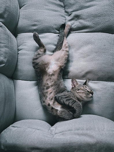 Cat lounging, self-soothing.jpg
