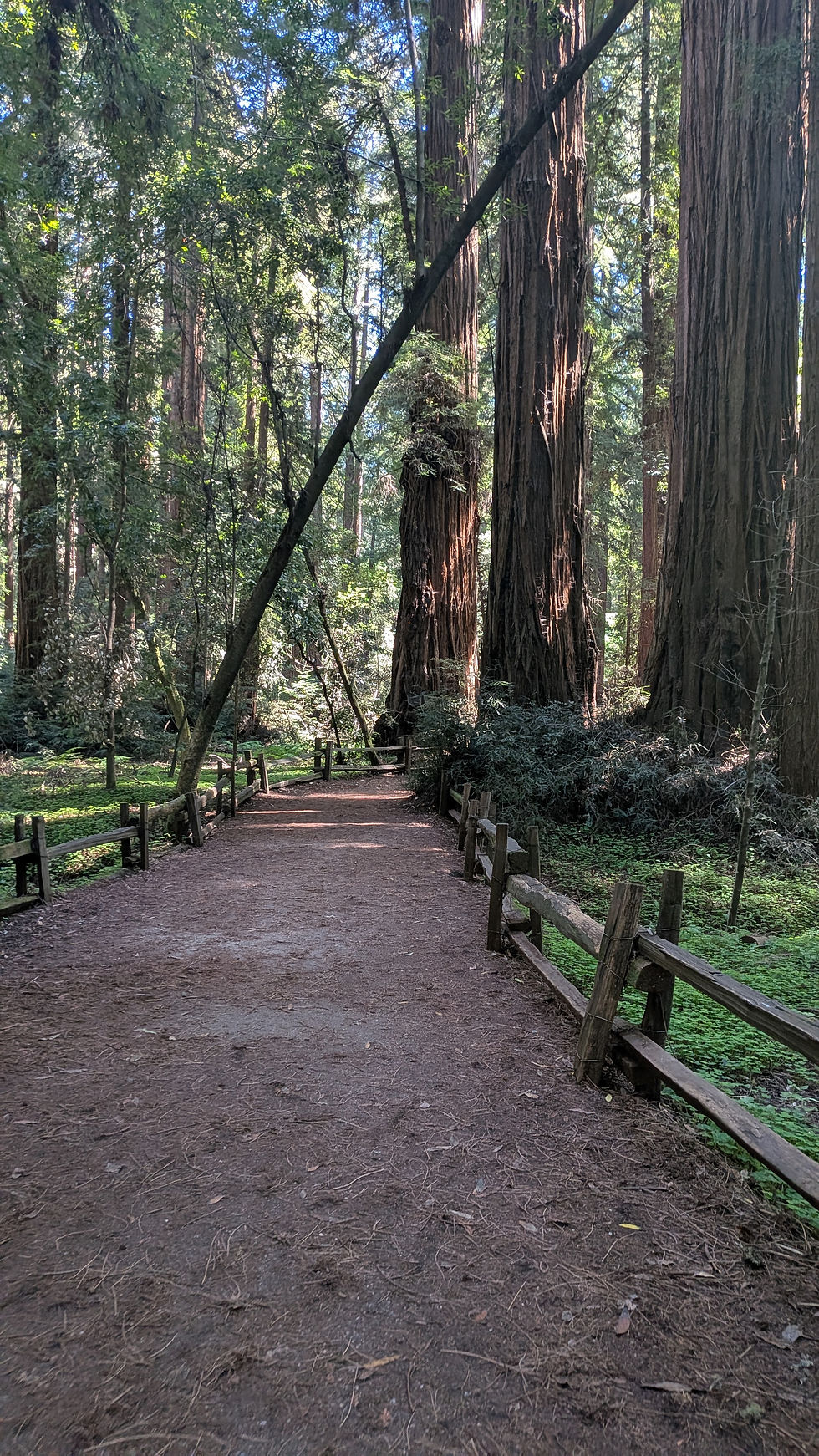 San Jose/Bay Area: Henry Cowell Hike