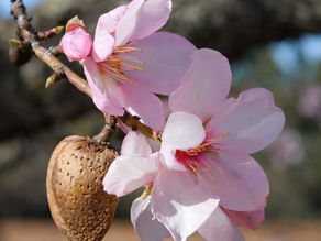 Where are Almonds Grown? Complete Guide to Global Almond Producers & Regions [2026]