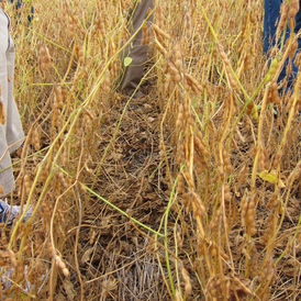 No till soybean field illustrating the seed and genetics markets at the core of Vylor's business