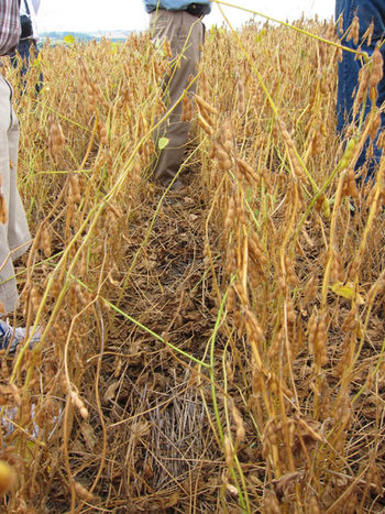 No till soybean field in Brazil ready for harvest