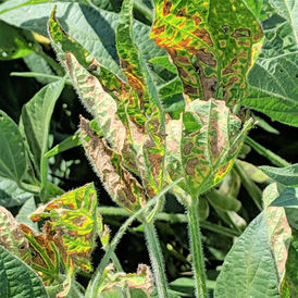 Robigo Targets 2028 Soybean Launch With Bayer Led Series A