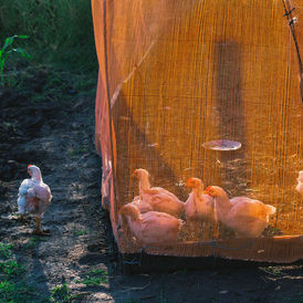 Hens on a farm, illustrating poultry biosecurity and avian-influenza trade rules