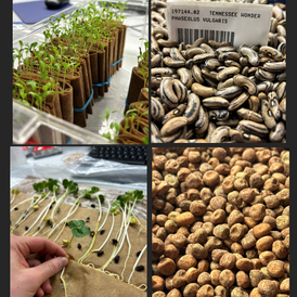 USDA seed collections and germination work at the National Laboratory for Genetic Resources Preservation