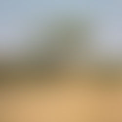 Acacia tree in dry savanna grassland; illustrative licensed photograph, not a specific FAO project site.